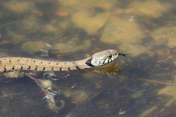 Barred grass snake Natrix Helvetica swimming on a pond in Central France
