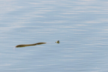 Barred grass snake Natrix Helvetica swimming on a pond in Central France