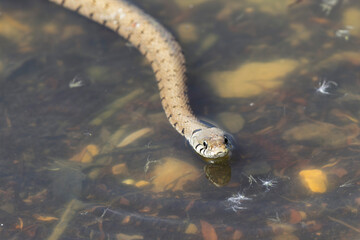 Barred grass snake Natrix Helvetica swimming on a pond in Central France