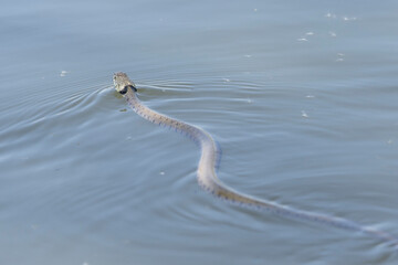 Barred grass snake Natrix Helvetica swimming on a pond in Central France