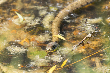 Barred grass snake Natrix Helvetica swimming on a pond in Central France