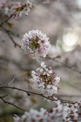 White blooming Cherry sakura tree, soft focus closeup. Spring time, season in nature. Fragrant flowers