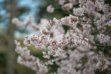 White blooming Cherry sakura tree, soft focus closeup. Spring time, season in nature. Fragrant flowers