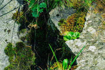 Moss and plants thriving on rocky surface in a natural environment