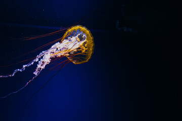 Graceful jellyfish drifting in deep blue ocean waters during a serene marine exploration