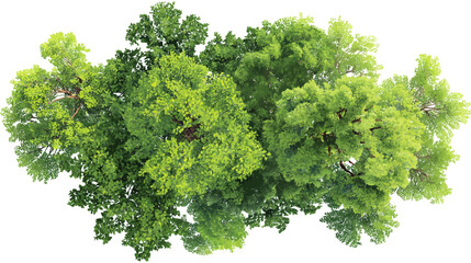 Obraz premium Vector green tree top view isolated on white background for landscape plan and architecture drawing, elements for environment and garden - 
