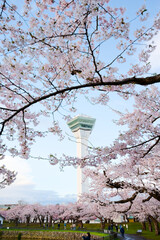 五稜郭公園の桜