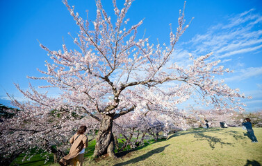 五稜郭公園の桜