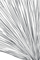 Obraz premium Abstract black and white linear pattern with thin curved lines creating a dynamic flow effect