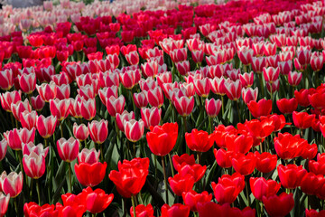 A vibrant display of blooming tulips in Keukenhof, the world-famous flower garden in the Netherlands. Captured during spring, this image showcases the rich colors and natural beauty that attract visit
