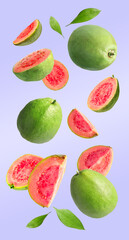 Fresh guava fruits and leaves falling on light violet background