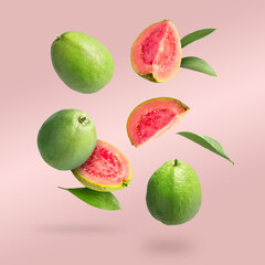 Fresh guava fruits and leaves falling on pastel pink background
