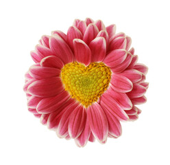 Pink chrysanthemum flower with heart-shaped center on white background