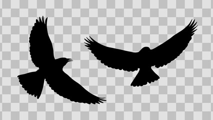 Flying silhouette birds. Nature wildlife shadow elements of birds predator with transparent background 