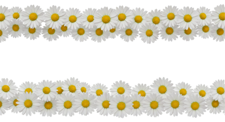 Seamless row of daisies with yellow centers on transparent background, suitable for borders, floral dividers, packaging designs, garden-themed layouts, and digital pattern assets
