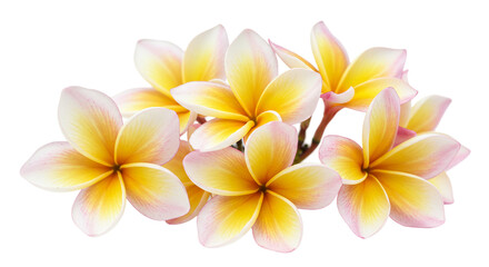 A cluster of frangipani flowers with yellow centers and white and pink petals isolated on black