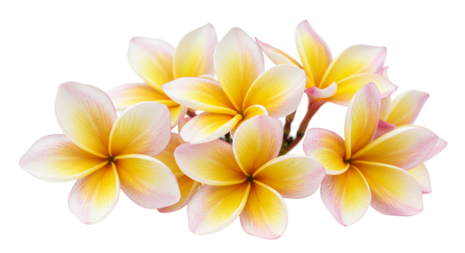 A cluster of frangipani flowers with yellow centers and white and pink petals isolated on black