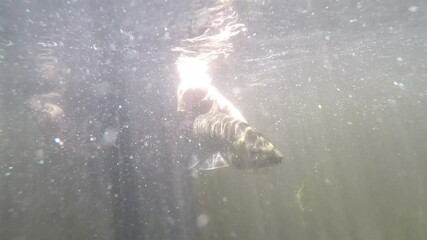 Underwater Image of a Fisherman's Hands Releasing a Trout - 1688
