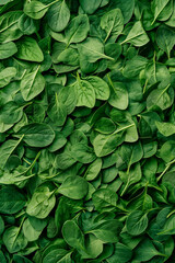 Fresh spinach leaves closeup flat lay. Healthy green food and nutrition concept.
