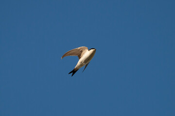 Common house martin in flight. Blue sky. Copy space.Swallows species. Delichon urbicum.