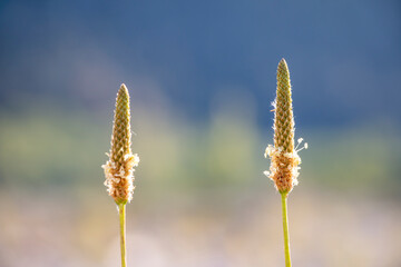 Ribwort plantain isolated on nature background. Copy space. Wildflower in bloom. Plantago lanceolata. 