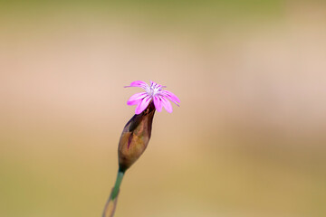 Hairy pink flower with pink petals. Copy space. Natural background. Blurred background. Petrorhagia dubia.