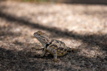 The scales and the tail of a Desert Spiny Lizard staying cool in the Sonoran Desert near Tucson Arizona