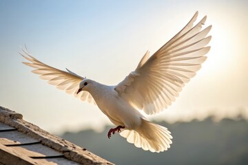 Obraz premium Majestic White Bird in Flight Against a Soft Sunrise Background