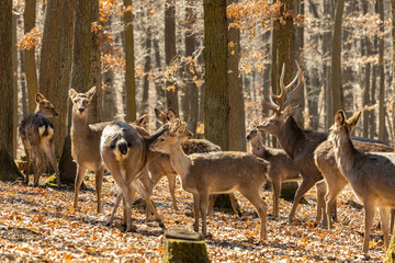 Obraz premium Wild deer in the forest in autumn. Deer in the wild nature in the forest park