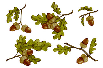 Collection of autumn oak branches with acorns and leaves. Colorful autumn decor. Vector graphics.