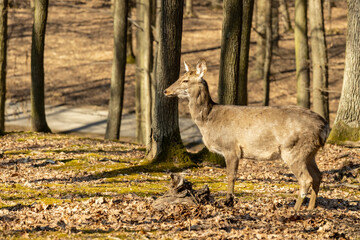 Wild deer in the forest in autumn. Deer in the wild nature in the forest park