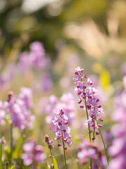 Fototapeta premium Abstract floral spring summer natural template border with beautiful soft blurred lilac purple tones background sunlight. Wild campestral flowers on meadow. Dreamy gentle air artistic image.