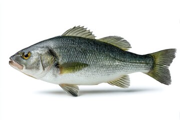 Fototapeta premium Fresh sea bass on white background with cutout