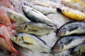 Fototapeta premium Freshly caught fish rest on ice in a market ready for cooking and enjoyment