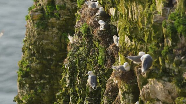 Black-legged Kittiwake, Rissa tridactyla, birds colony on cliffs, Bempton Cliffs, North Yorkshire, England