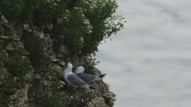 Black-legged Kittiwake, Rissa tridactyla, birds colony on cliffs, Bempton Cliffs, North Yorkshire, England