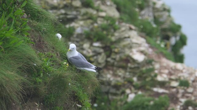 Black-legged Kittiwake, Rissa tridactyla, birds colony on cliffs, Bempton Cliffs, North Yorkshire, England