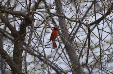 Northern cardinal at Fish Camp trail by Lake Kegonsa, WI 