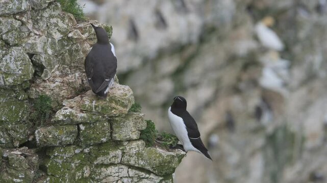 Razorbill, Alca Torda, birds on cliffs, Bempton Cliffs, North Yorkshire, England	