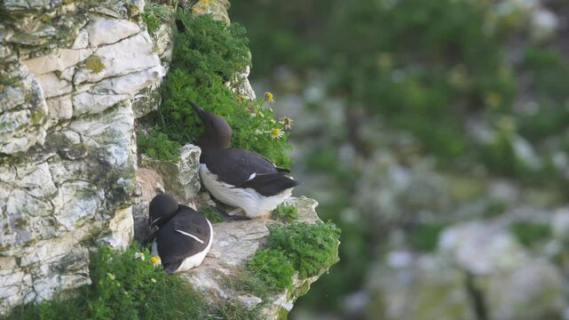 Razorbill, Alca Torda, birds on cliffs, Bempton Cliffs, North Yorkshire, England	