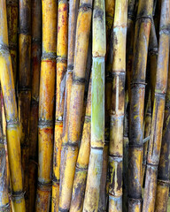 Freshly cut sugar cane for juicing 