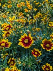 yellow flowers background