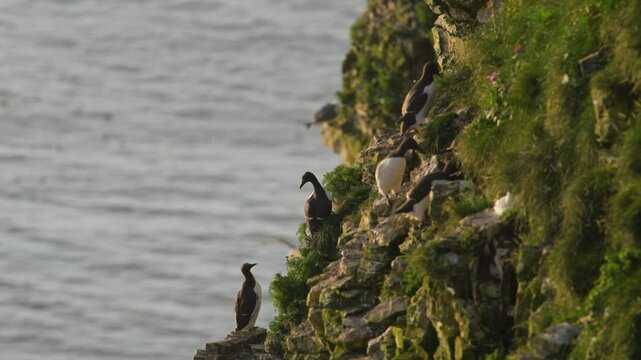 Common Murre, Common Guillemot, Uria aalge, birds colony on cliffs, Bempton Cliffs, North Yorkshire, England	