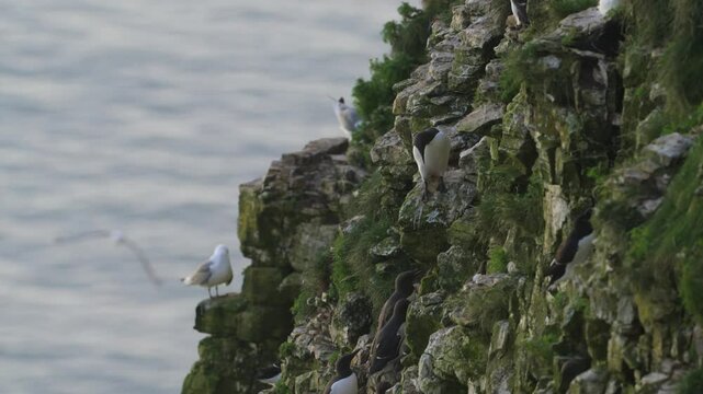 Common Murre, Common Guillemot, Uria aalge, birds colony on cliffs, Bempton Cliffs, North Yorkshire, England	