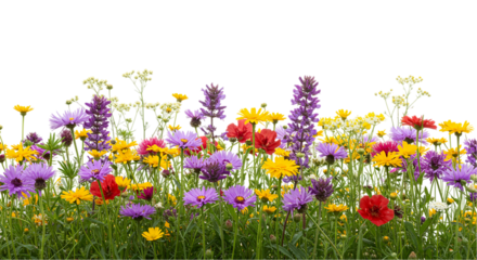 A vibrant field of wildflowers featuring purple yellow and red blooms against a dark background space