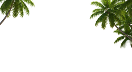 Green palm tree leaves corner frame isolated on white background, ideal for tropical summer designs, vacation banners, beach party invites, and botanical nature-themed decoration graphics