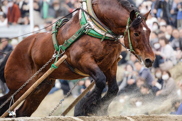 東北輓馬競技大会 障害を超える輓馬