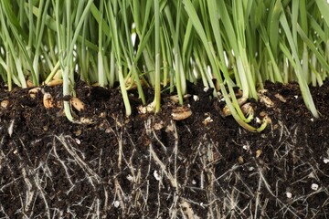 Green grass with roots in soil, closeup