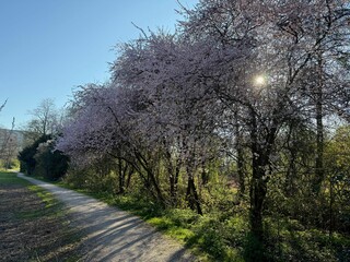 Obraz premium Beautiful blooming trees and pathway in park on spring day
