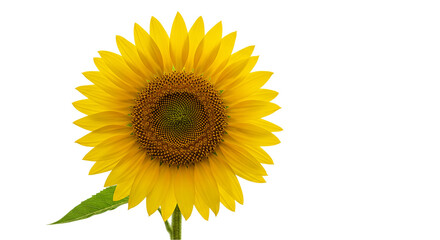 Fototapeta premium Full sunflower bloom with rich petal arrangement and green base isolated on white background, suitable for farming brochures, eco visuals, floral greeting cards, and decorative themes